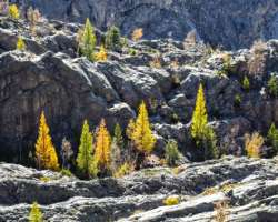 Though most of the area is glaciers some part has forest containing 1800 species of vascular plants and 700 mosses Though most of the area is glaciers some part has forest containing 1800 species of vascular plants and 700 mosses.